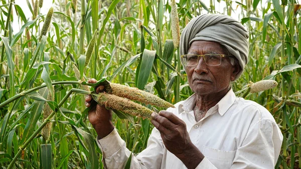 Farmer Showing Insects Caterpillar Deadly Caterpillar Damaged Whole Crop Bajra Stock Picture