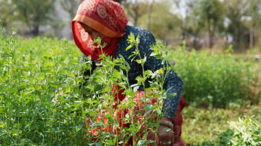 Çiçek açan yonca, tıbbi amaçlı sativa ya da Lucerne mavi çiçekleri olan tarımsal alanda çalışan bir kadın.