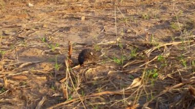 Avrupa kirpisi veya yiyecek arayan Erinaceus europaeus. Hayvan ve vahşi yaşam görüntüleri