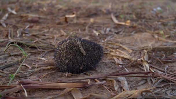 Hedgehog Erinaceidae Stunning Jhau Chuha Hedgehog Walking Empty Agriculture Farm — Stock Video