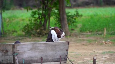 Evcil keçiler anne keçi ve iki keçidir. Doğada, çayırda. Evcil hayvanlar. Portre. Keçiler izleyiciye bakıyor..