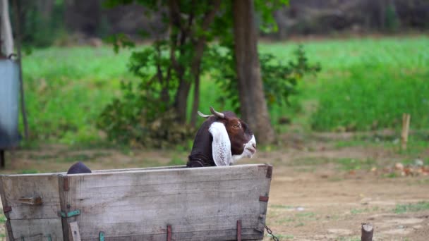 家养山羊 印度家养甲虫山羊的镜头 在印度农村地区 山羊和它的孩子在牧群附近吃草 — 图库视频影像