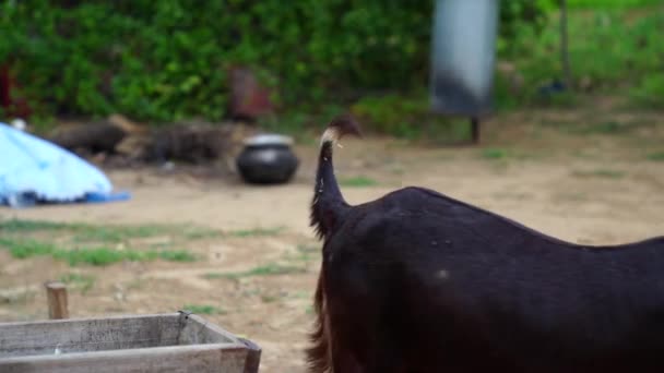 Cabras Domésticas Imágenes Cabras Escarabajo Domésticas Indias Cabra Con Sus — Vídeo de stock