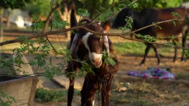 Hausziegen Aufnahmen Von Indischen Hausbockziegen Ziege Mit Ihren Kindern Beim — Stockvideo