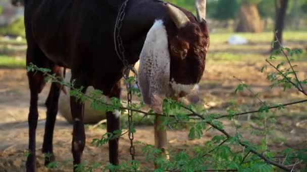 Domácí Kozy Jsou Mateřská Koza Dvě Kozy Přírodě Louce Domácí — Stock video