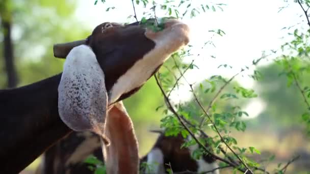 Domácí Kozy Záběry Koz Indických Domácích Brouků Koza Svými Dětmi — Stock video