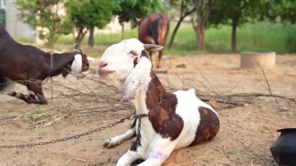 Cabras Domésticas São Uma Cabra Mãe Duas Cabras Natureza Prado — Vídeo de Stock