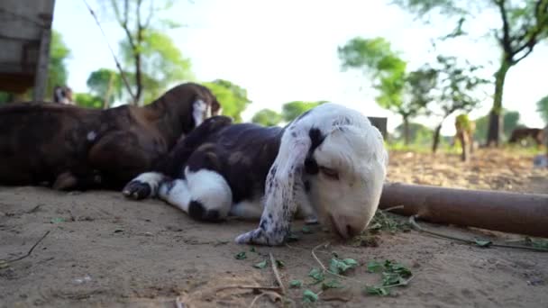 Cabras Domésticas São Uma Cabra Mãe Duas Cabras Natureza Prado — Vídeo de Stock