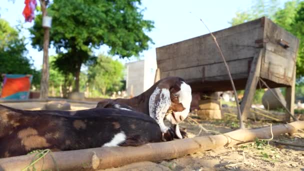Kozy Domowe Nagrania Indyjskich Kóz Chrząszcza Domowego Koza Jej Dzieci — Wideo stockowe