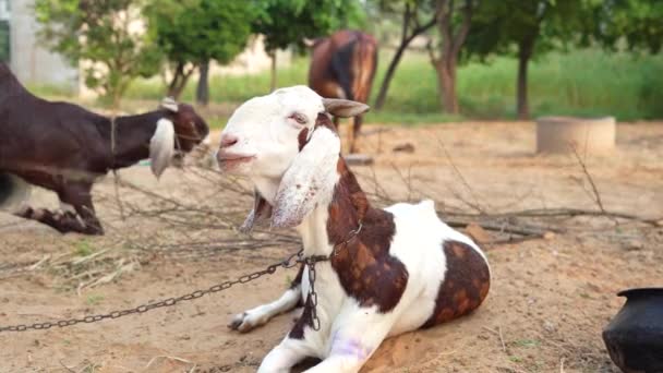 Las Cabras Domésticas Son Una Cabra Madre Dos Cabras Naturaleza — Vídeos de Stock