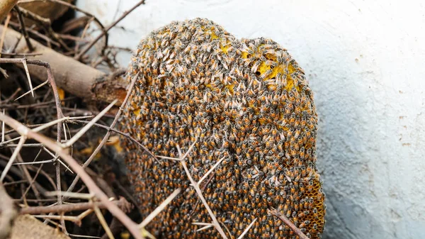 Bal peteği ve arı ya da akasya ağacında Apis Florea ve bulanık arkaplan. Vahşi Apis Mellifera Carnica ya da Batı Bal Arıları odalarında çalışan bal peteği yapısının ayrıntıları