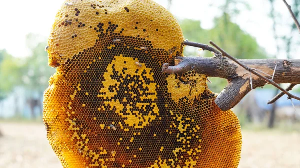 Honeycomb Και Μέλισσα Apis Florea Δέντρο Ακακίας Και Θολό Φόντο — Φωτογραφία Αρχείου