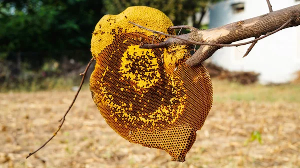 相思树和模糊的背景上的蜂窝和蜜蜂或苹果花 蜂窝状结构的细节 与野生的Apis Mellifera Carnica或在房间内工作的西方蜜蜂 — 图库照片