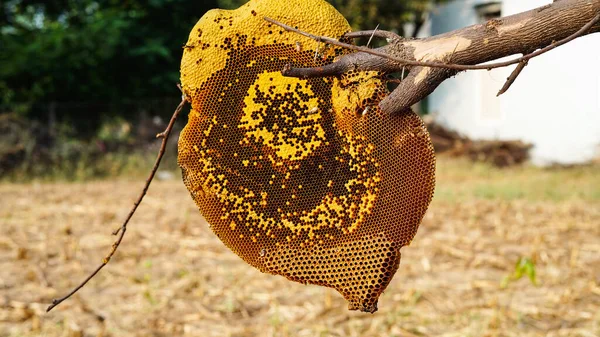 Honeycomb Bee Apis Florea Acacia Tree Blur Background Detail Honeycomb — Stock Photo, Image