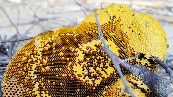 Honeycomb Och Eller Apis Florea Akaciaträd Och Suddig Bakgrund Detalj — Stockfoto
