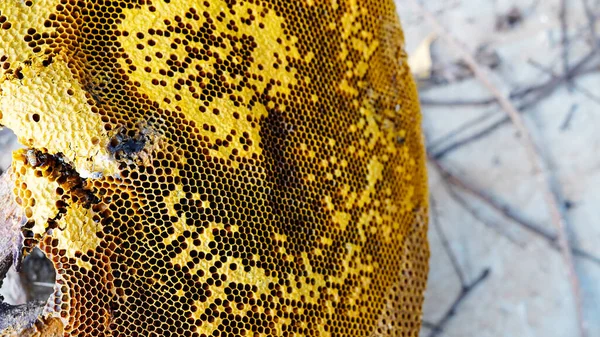 Honeycomb Och Eller Apis Florea Akaciaträd Och Suddig Bakgrund Detalj — Stockfoto