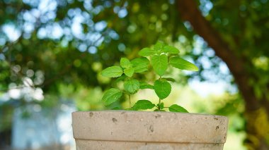 Taze Ocimum tenuiflorum, genellikle kutsal fesleğen, tulsi, tulasi veya karunthulasi olarak bilinir, Lamiaceae familyasından aromatik bir bitkidir..