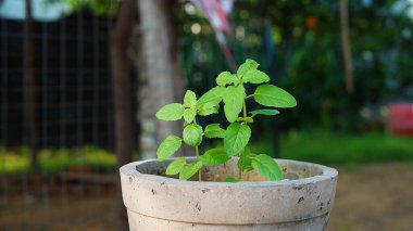 Taze Ocimum tenuiflorum, genellikle kutsal fesleğen, tulsi, tulasi veya karunthulasi olarak bilinir, Lamiaceae familyasından aromatik bir bitkidir..