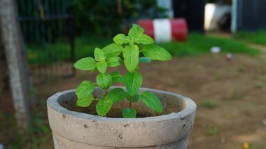 Taze Ocimum tenuiflorum, genellikle kutsal fesleğen, tulsi, tulasi veya karunthulasi olarak bilinir, Lamiaceae familyasından aromatik bir bitkidir..