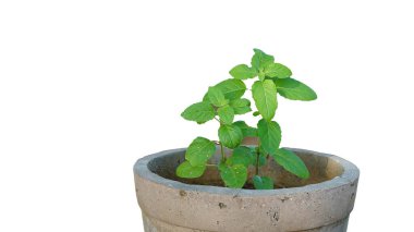 Taze Ocimum tenuiflorum, genellikle kutsal fesleğen, tulsi, tulasi veya karunthulasi olarak bilinir, Lamiaceae familyasından aromatik bir bitkidir..