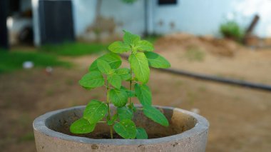 Taze Ocimum tenuiflorum, genellikle kutsal fesleğen, tulsi, tulasi veya karunthulasi olarak bilinir, Lamiaceae familyasından aromatik bir bitkidir..