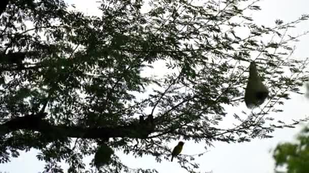 Vítr Foukání Zelené Listy Ptáci Cvrlikání Pozadí Pohybující Listy Přirozeném — Stock video