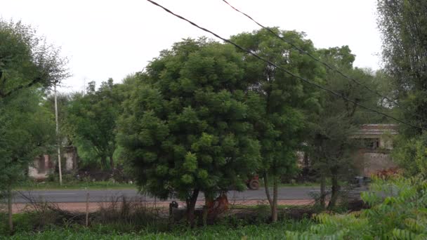有绿叶的树枝在蓝天上迎风飘扬 白云和公路的背景 — 图库视频影像