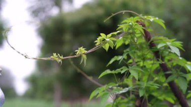 Rüzgarda sallanan sarmaşığın zengin yeşil yaprakları. Güzel yuvarlak bokeh. Güneş parlıyor. Soyut ağır çekim