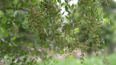 Yeşil yapraklı bir heena dalının yavaş hareketi ve rüzgarla hareket eden meyveler.