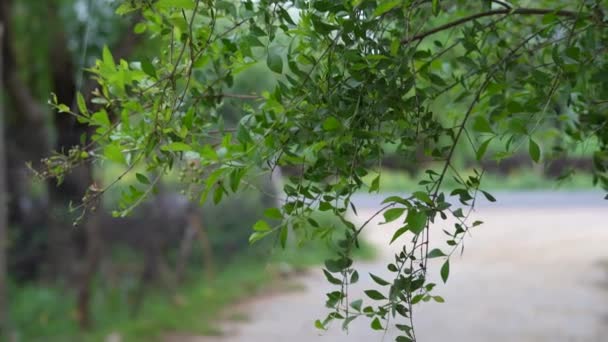 Lambat Kecepatan Closeup Adegan Daun Dan Bunga Pada Cabang Pohon — Stok Video