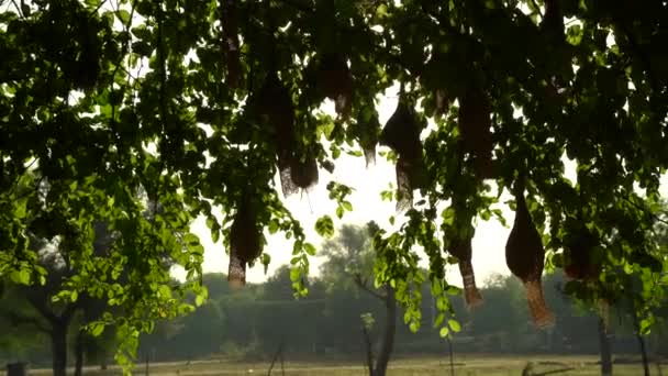Drzewo Gałęzie Zielonymi Liśćmi Poruszające Się Wietrze Nad Błękitnym Niebem — Wideo stockowe