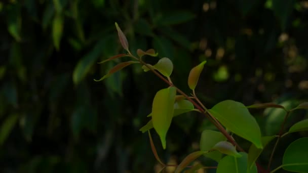 Vue Des Feuilles Vertes Jamun Sur Branche Déplaçant Vent — Video