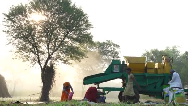 Тришер Собирает Просо Время Восхода Солнца Члены Азиатской Семьи Работают — стоковое видео