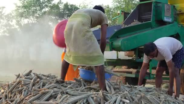 9月2023 ジャイプール ラジャスタン インド 日の出の間 農地で働くアジアの家族が収穫する樹脂製ハーベスター インドの田舎生活コンセプト — ストック動画