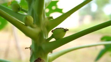 Papaya meyvesi bahçede, doğa yeşil papaya ağaçta meyveli..