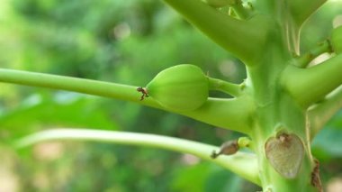 Ağaçta yeşil papaya ve bulanık arka plan. Meyveli papaya ağacı. Carica papaya meyvesi hala taze ve yeşil.