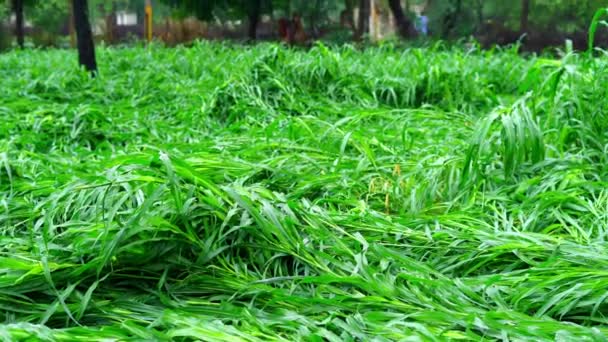 Daño Cultivo Verde Mijo Bajra Plantas Verdes Pennisetum Glaucum Una — Vídeo de stock