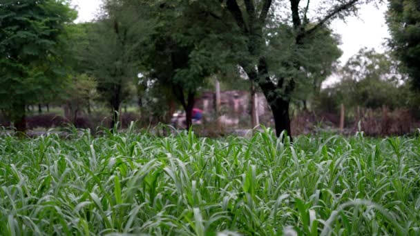 印度农村农场风中飘荡的黄豆或珍珠小米的有机绿色植物 — 图库视频影像