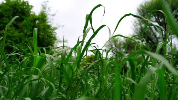 Asiatische Landschaft Wind Weht Und Die Hirsepflanzen Zittern Grüne Blätter — Stockvideo
