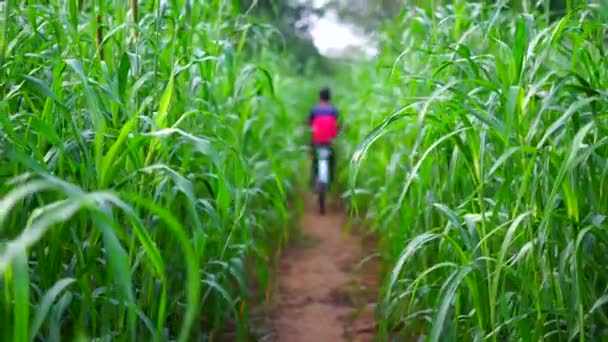 Asian Little Boy Riding Bicycle Two Millet Fields Indian Countryside — Stock Video