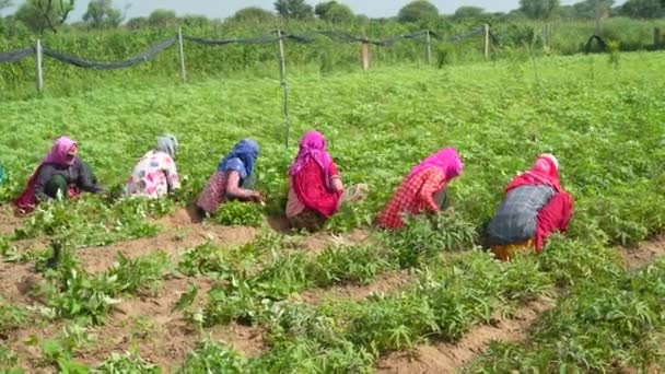 印度农村地区与家人一起收获木薯或甘薯植物的农民 — 图库视频影像