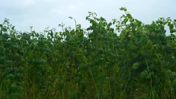 植物のクラスター豆かガワール ファリまたはフィールドの保証植物 庭の新鮮なインドの野菜の緑のクラスター豆かガワール ビーン 庭の植物の保証豆としてインドでまた知られている豆 — ストック動画