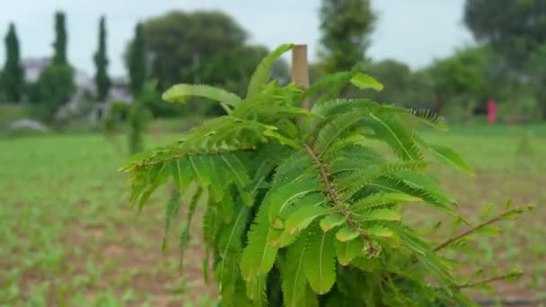 Nombre Científico Amla Phyllanthus Emblica Nombres Comunes Emblic Myrobalan Myrobalan — Vídeos de Stock