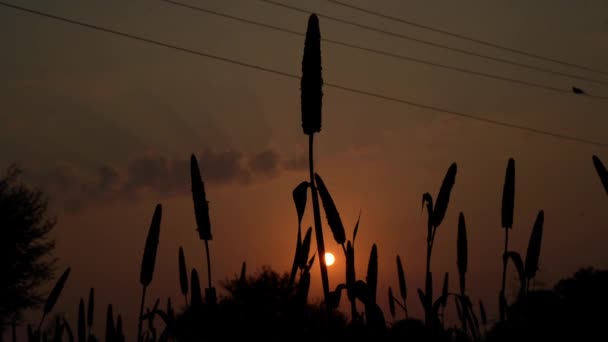 Zonsondergang Uitzicht Millet Bajra Oogsten Vingers Landbouw India Parelgierst Pennisetum — Stockvideo