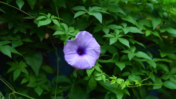 Imagini Flori Ale Plantei Violet Flori Ipomoea Purpurea — Videoclip de stoc