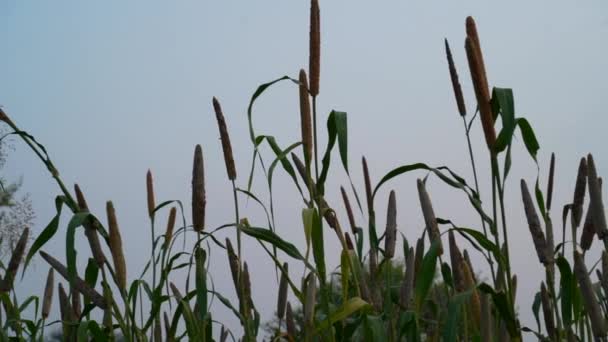 Millet Fält Indien Hirs Växter Och Utsäde Gården Pennisetum Glaucum — Stockvideo