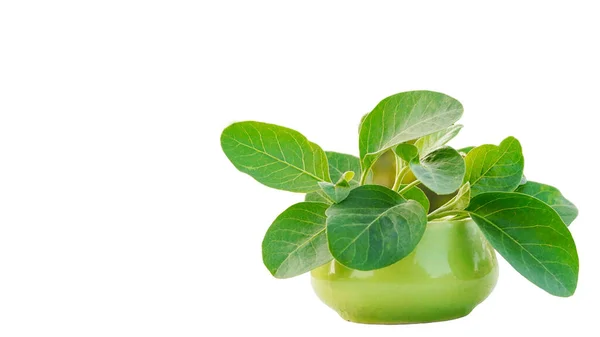 Ashwagandha ya da Withania Somnifera 'nın genç organik yaprakları, beyaz arka planda izole edilmiş..