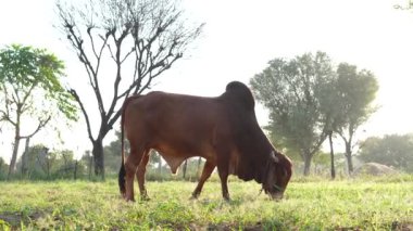 Brahman, yetişkin, kahverengi renkli Girbull 'un video klibi. Çiftlik arazilerinde et üreticisi otlatıyor.