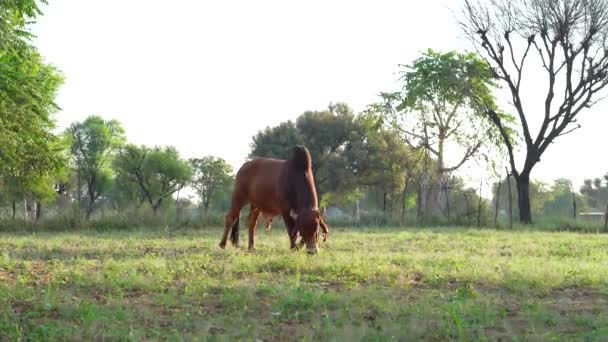 Nagranie Dużego Pięknego Indyjskiego Byka Kolorze Brązowym Pasącego Się Polu — Wideo stockowe