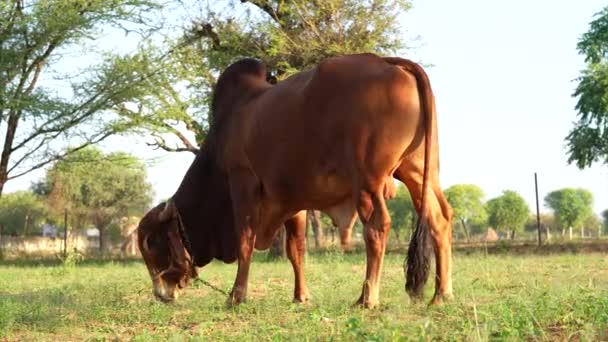 ブラーマン大人のブラウンカラージラブルのHqビデオクリップ 農地で牧草する肉生産のためのブリーダーを課します — ストック動画